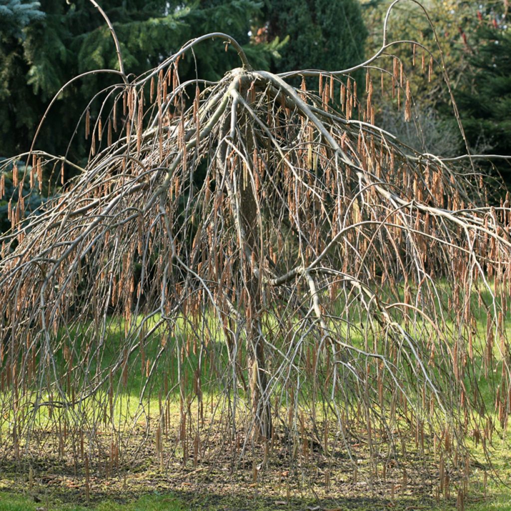 Pähkinäpensas Pendula