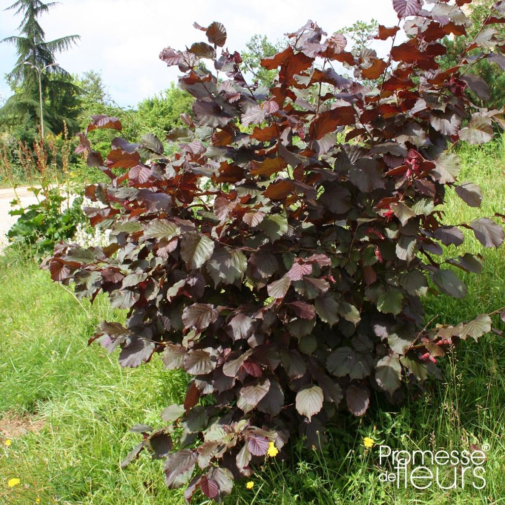 Corylus avellana Rode Zellernoot - Noisetier pourpre