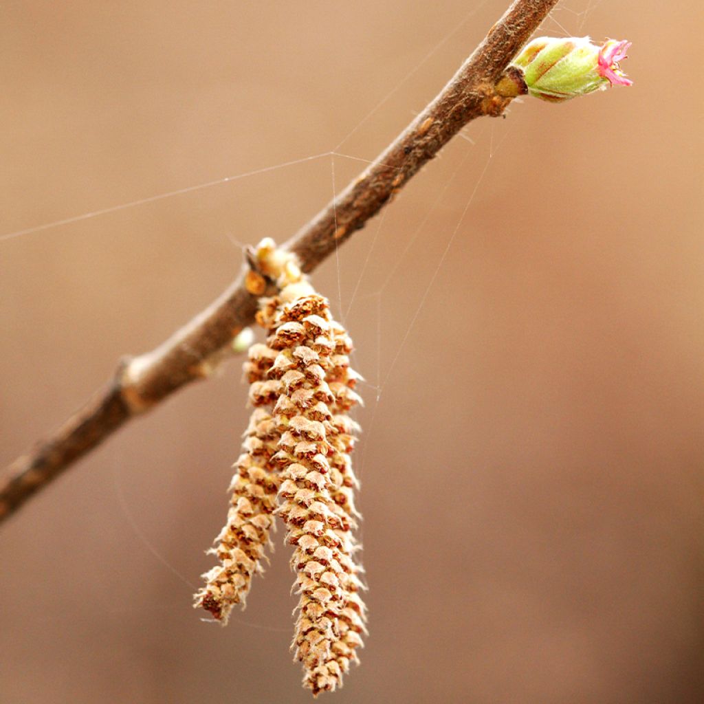 Japaninpähkinäpensas - Corylus sieboldiana