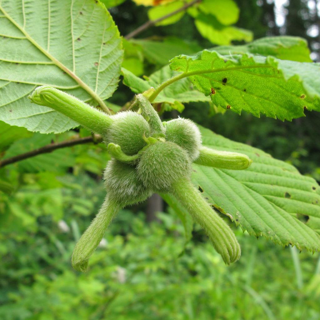 Japaninpähkinäpensas - Corylus sieboldiana