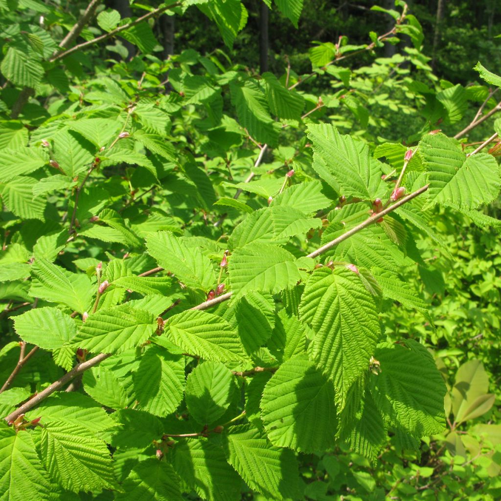 Japaninpähkinäpensas - Corylus sieboldiana