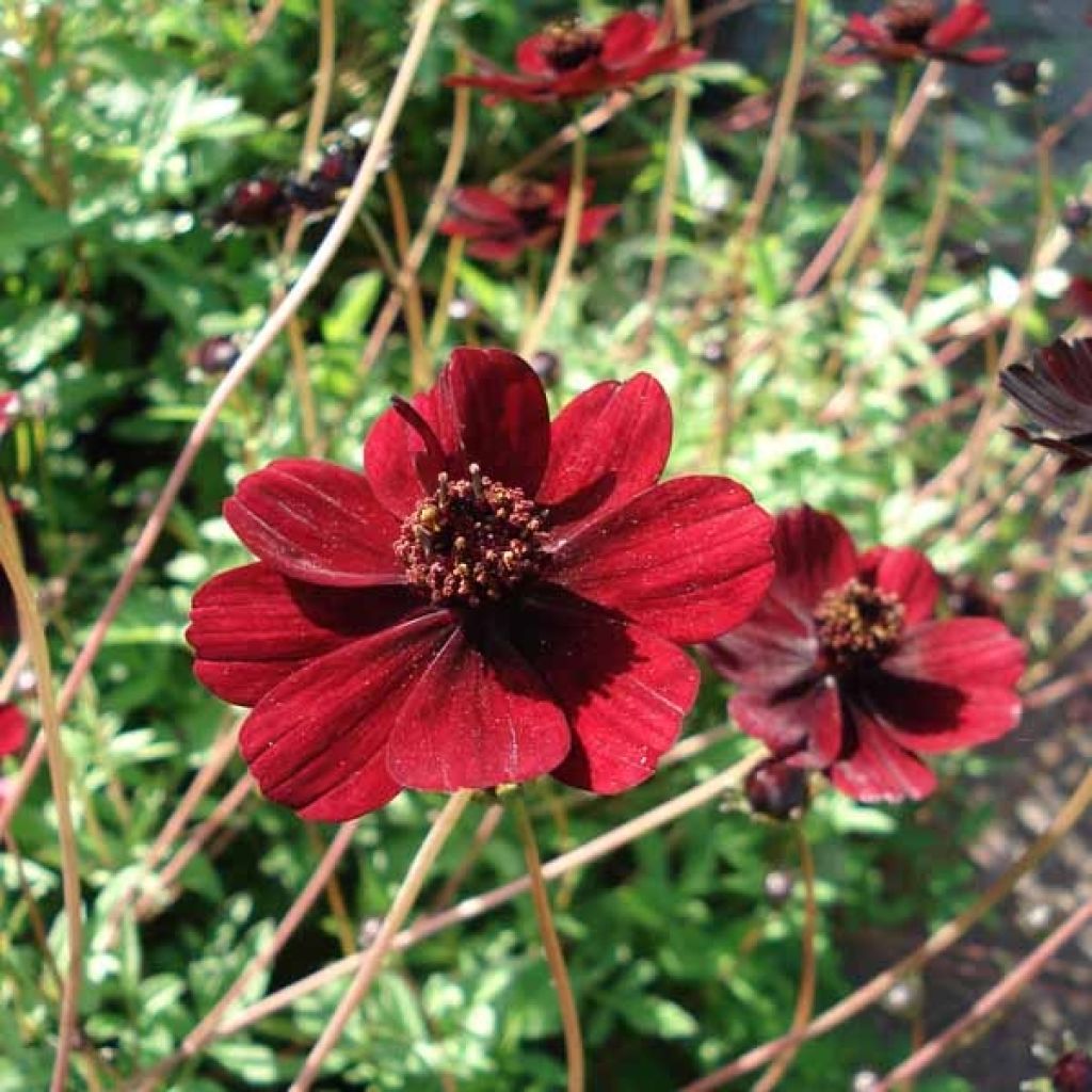 Suklaakosmos - Cosmos atrosanguineus
