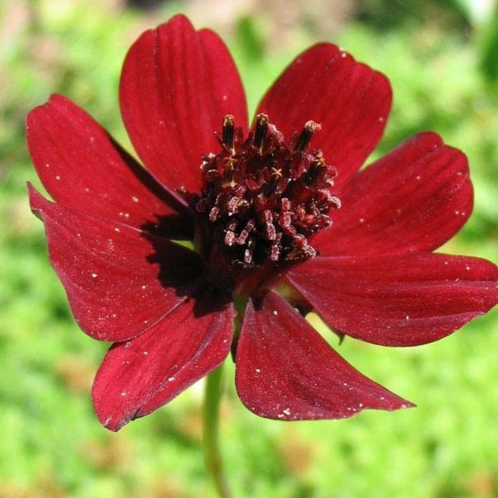 Suklaakosmos - Cosmos atrosanguineus