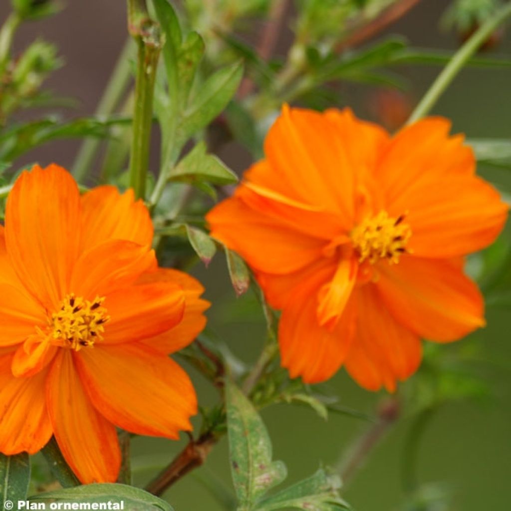 Keltakosmos Mandarin