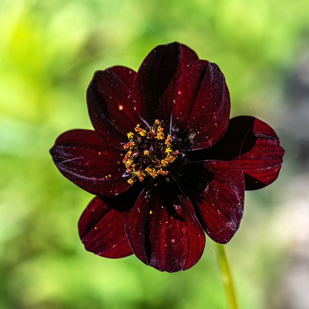 Suklaakosmos Mexican Black