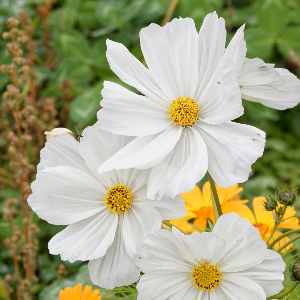 Kosmoskukka Sonata White