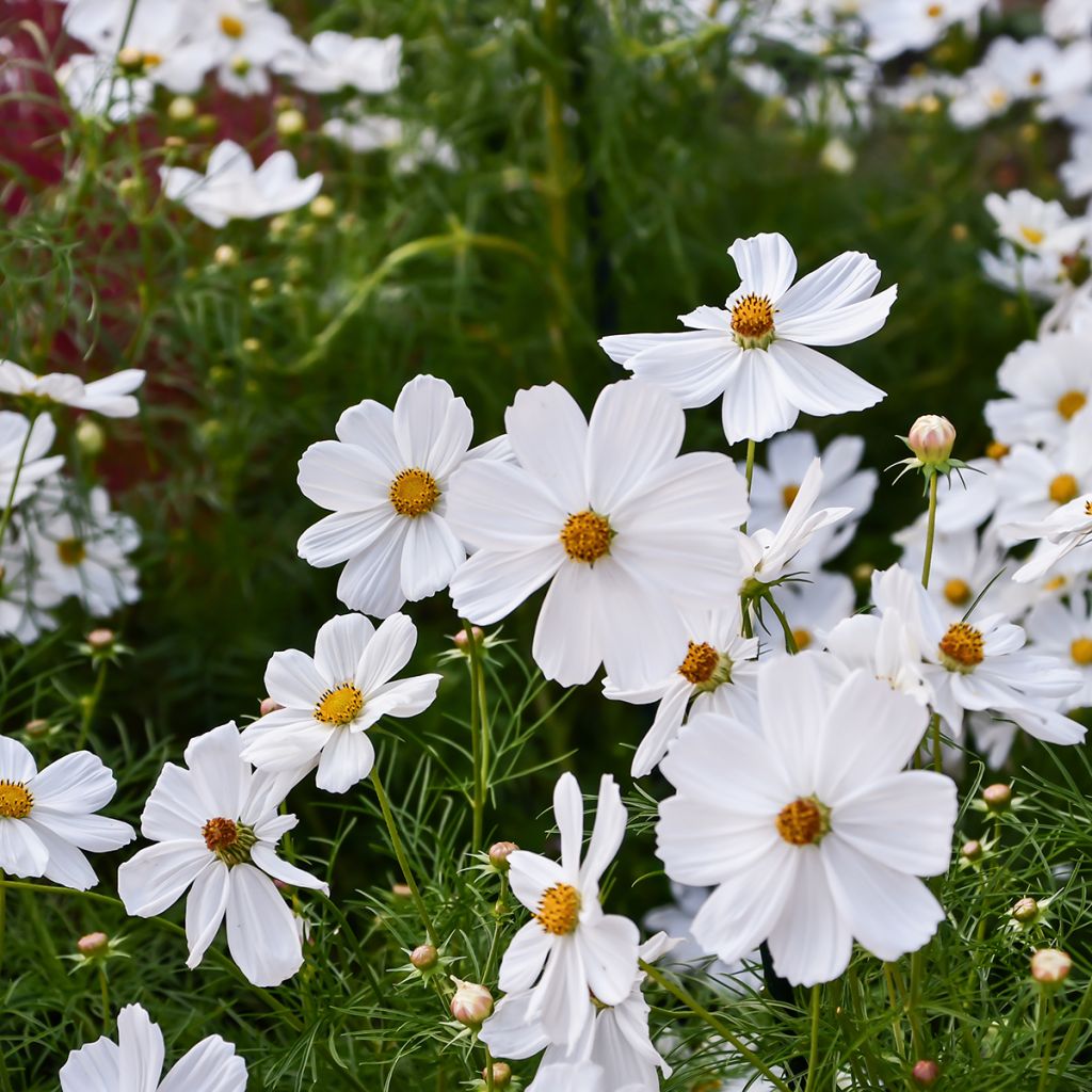 Kosmoskukka Sonata White