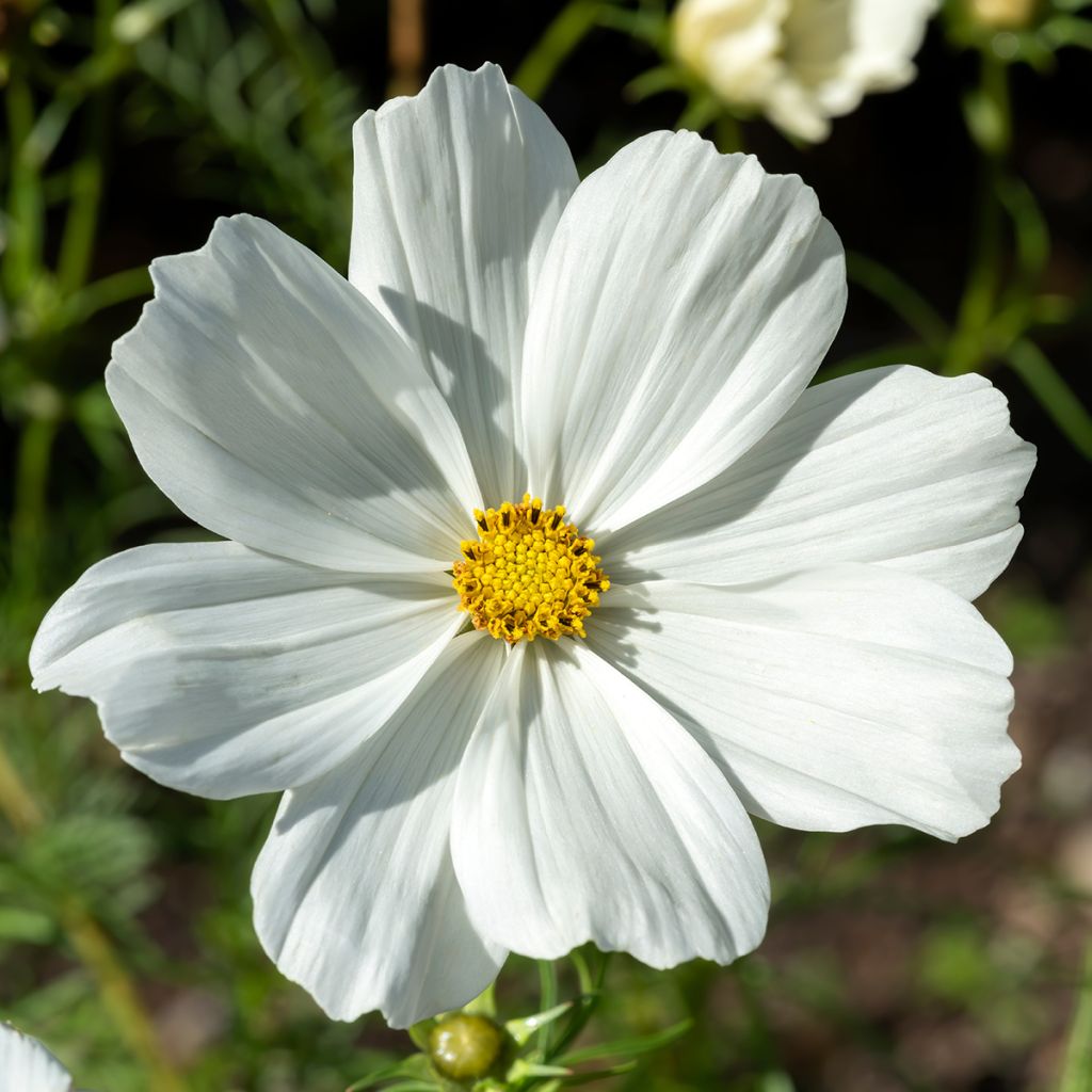 Kosmoskukka Sonata White