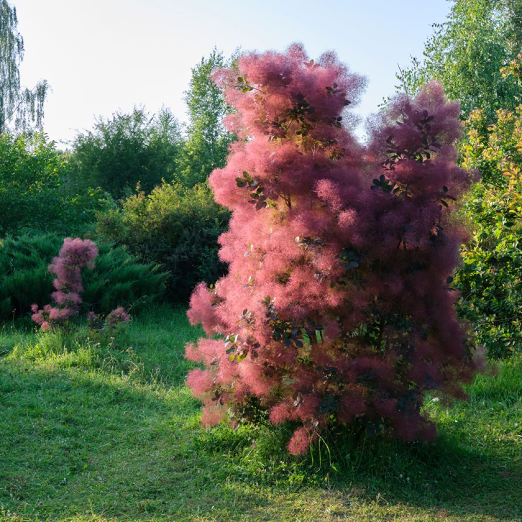 Peruukkipensas - Cotinus coggygria