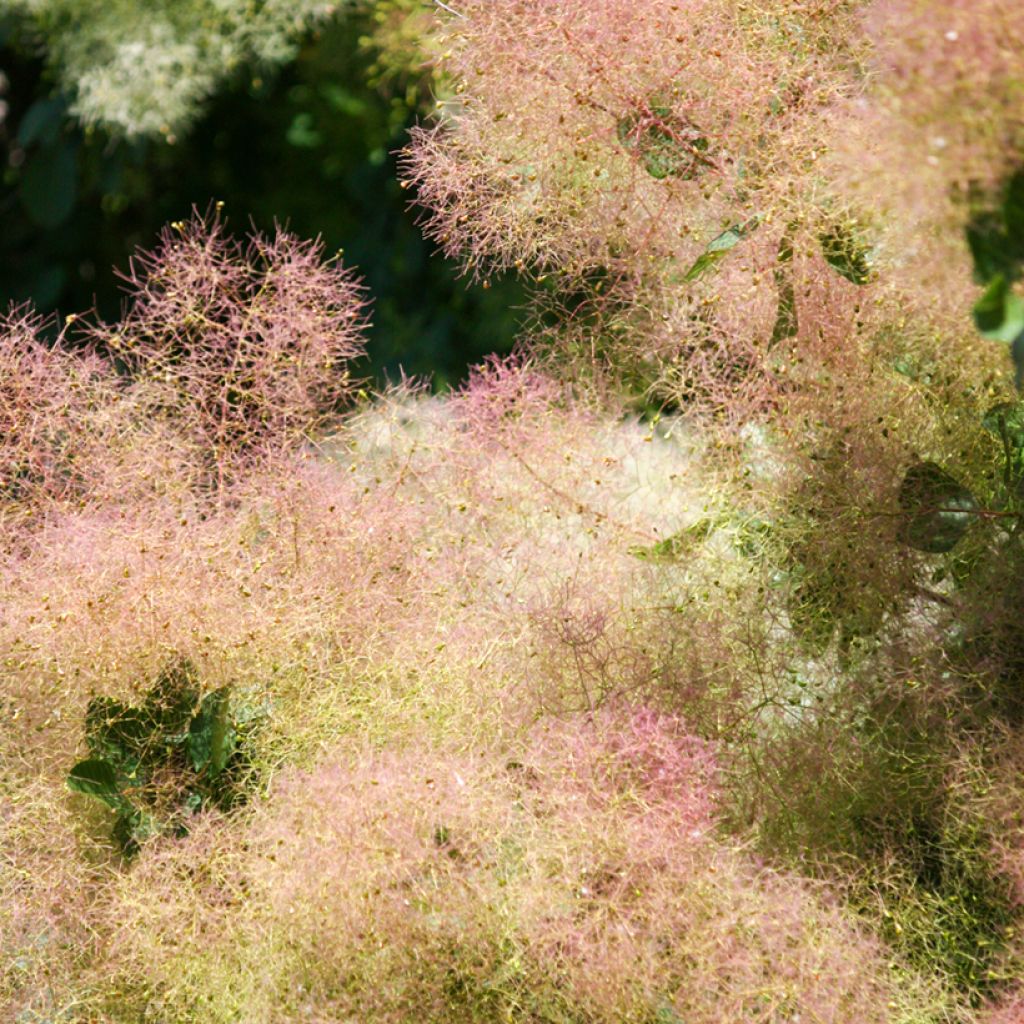 Peruukkipensas - Cotinus coggygria