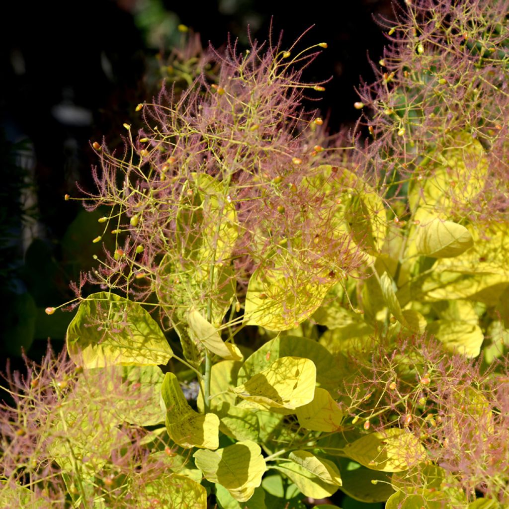 Peruukkipensas Golden Spirit