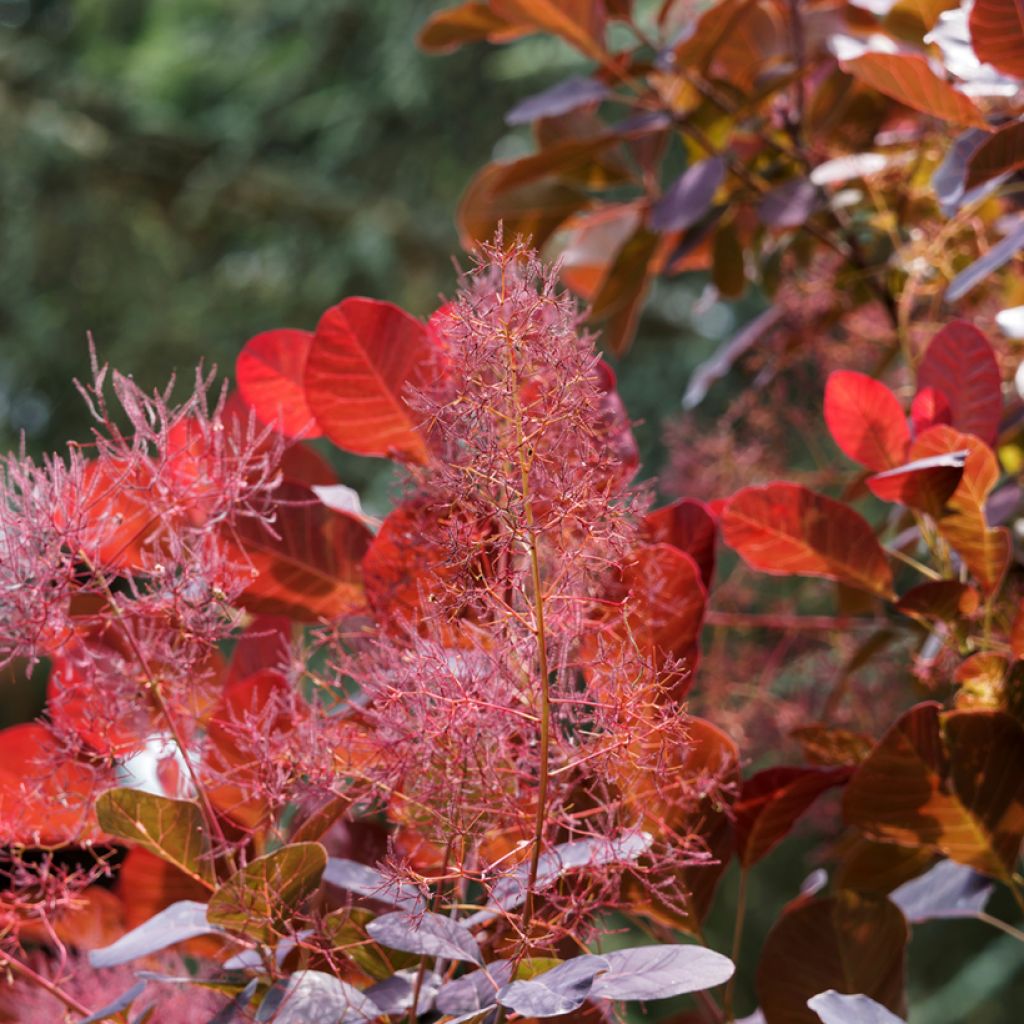 Peruukkipensas Red Spirit