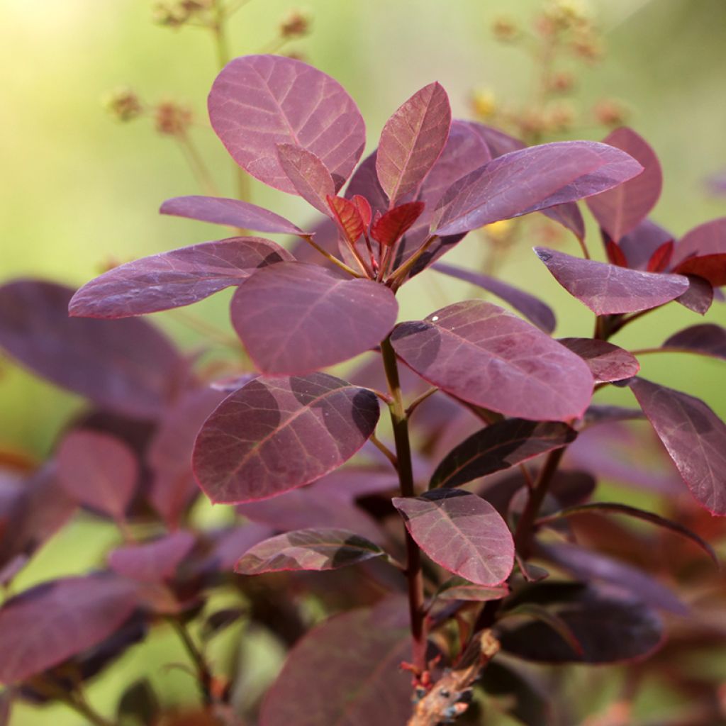 Peruukkipensas Royal Purple