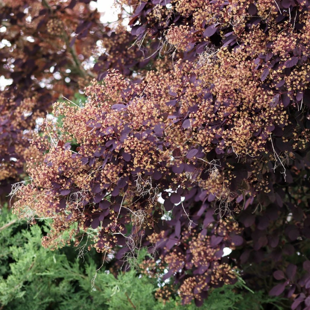 Peruukkipensas Royal Purple