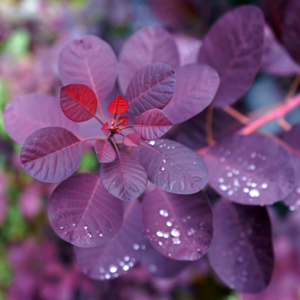 Peruukkipensas Royal Purple