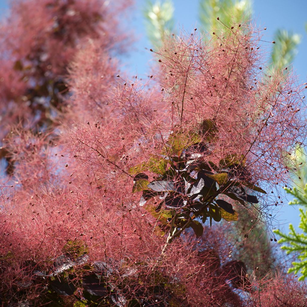 Peruukkipensas Royal Purple