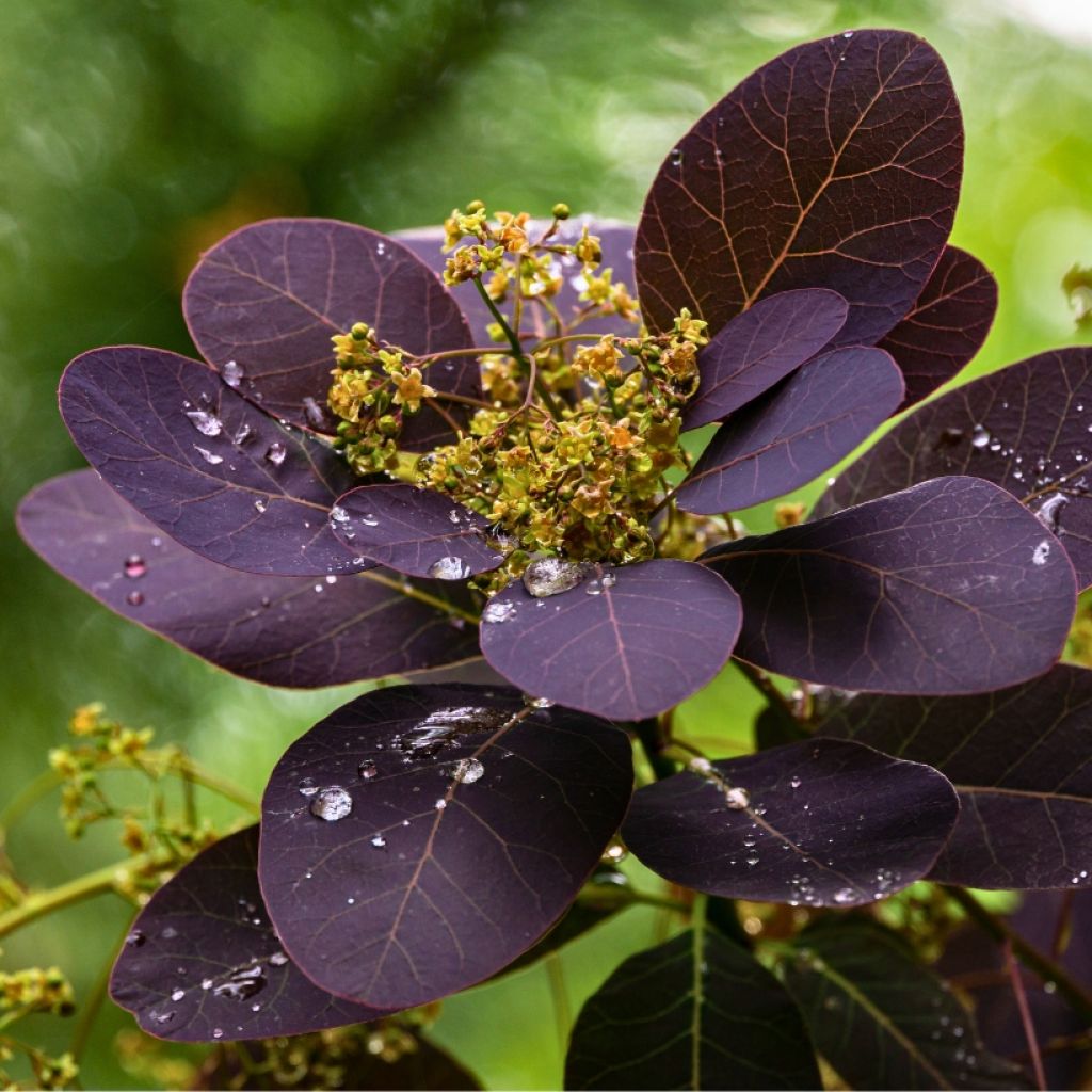 Peruukkipensas Royal Purple