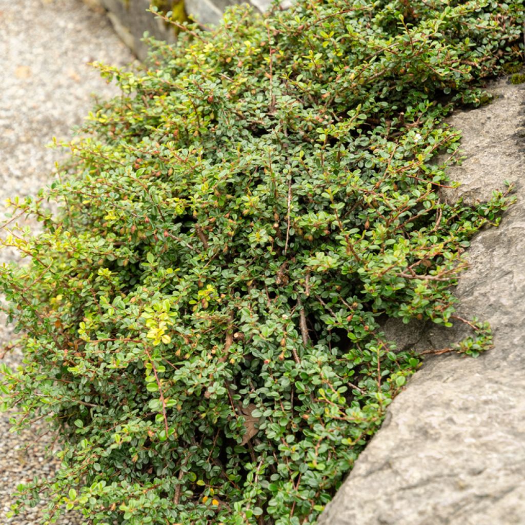 Lamotuhkapensas - Cotoneaster adpressus