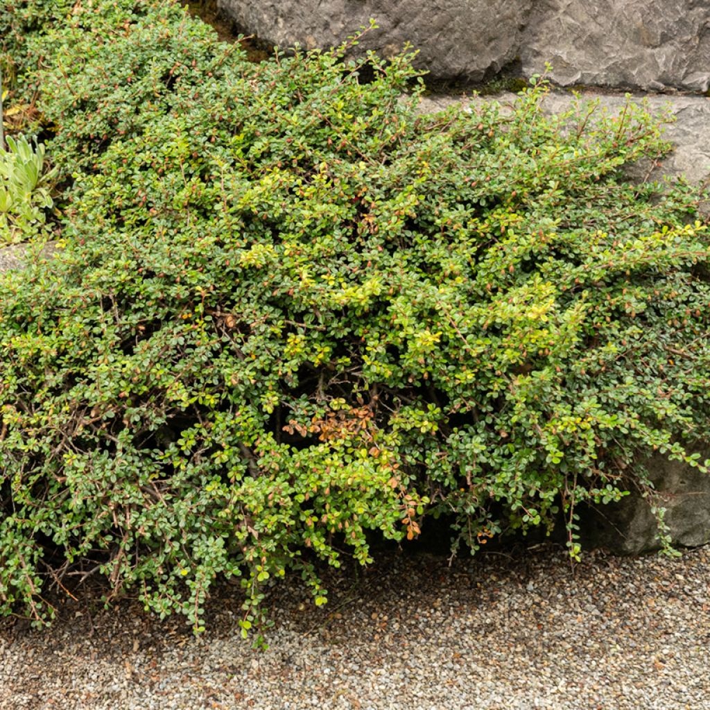 Lamotuhkapensas - Cotoneaster adpressus