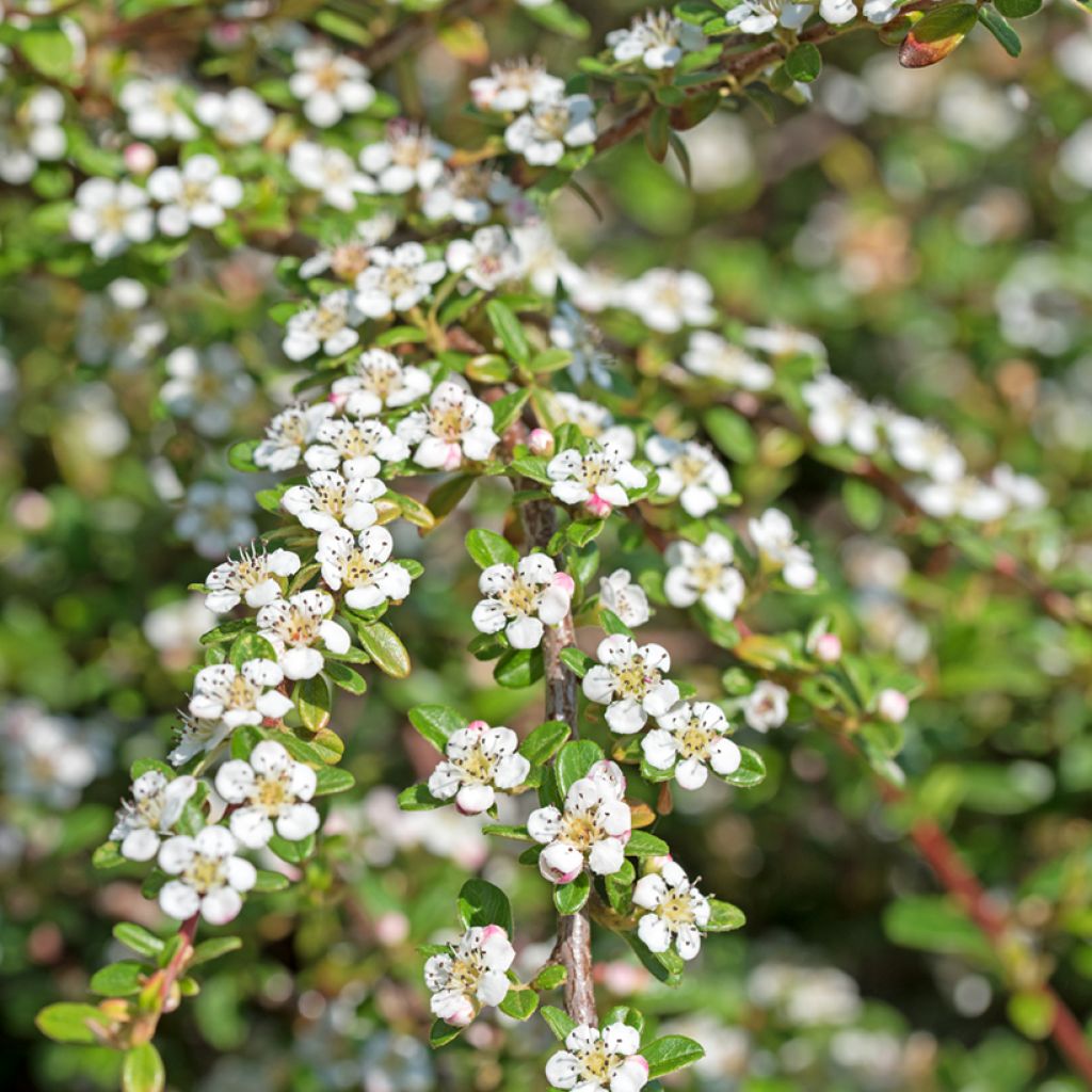 Suikerotuhkapensas - Cotoneaster dammeri