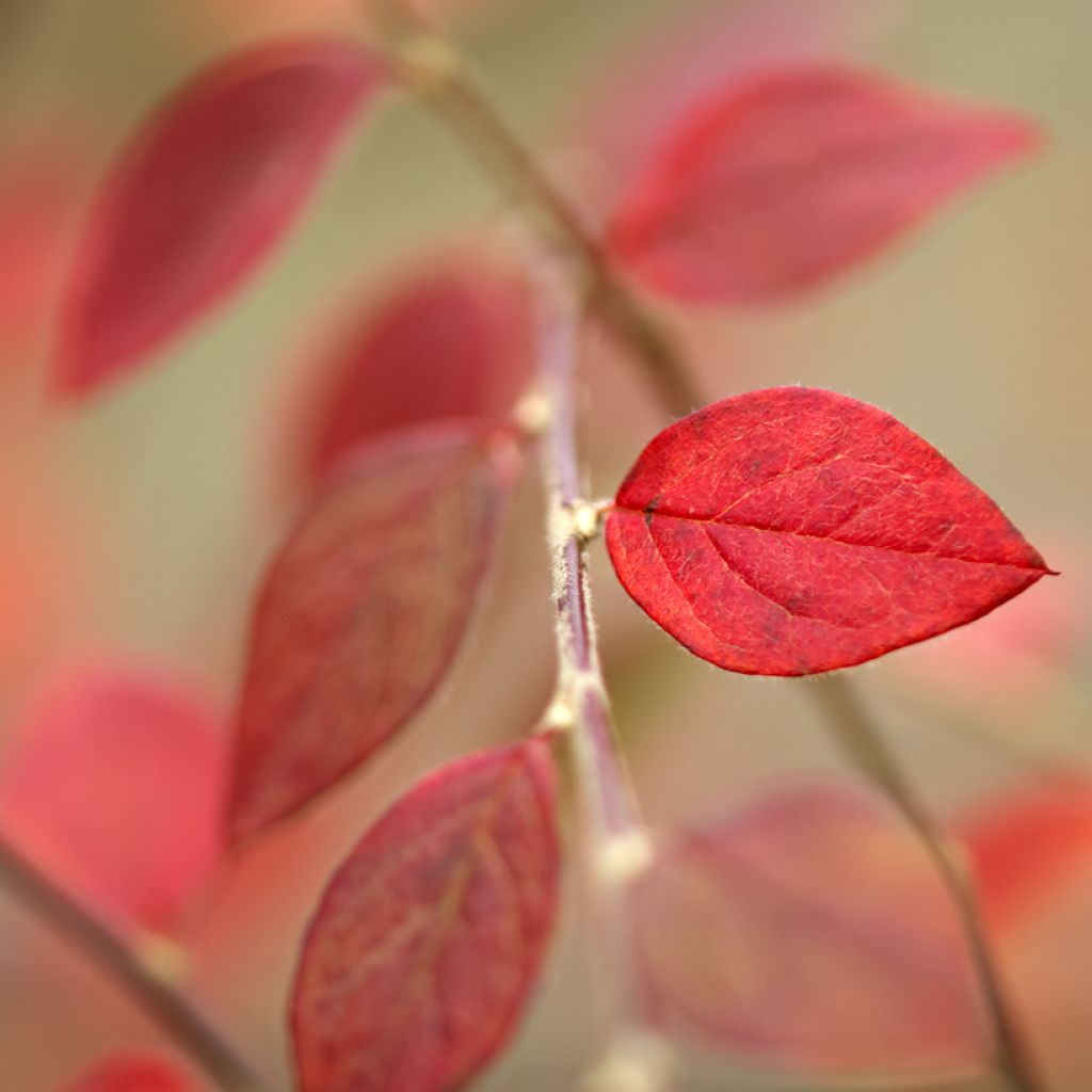 Suikerotuhkapensas - Cotoneaster dammeri