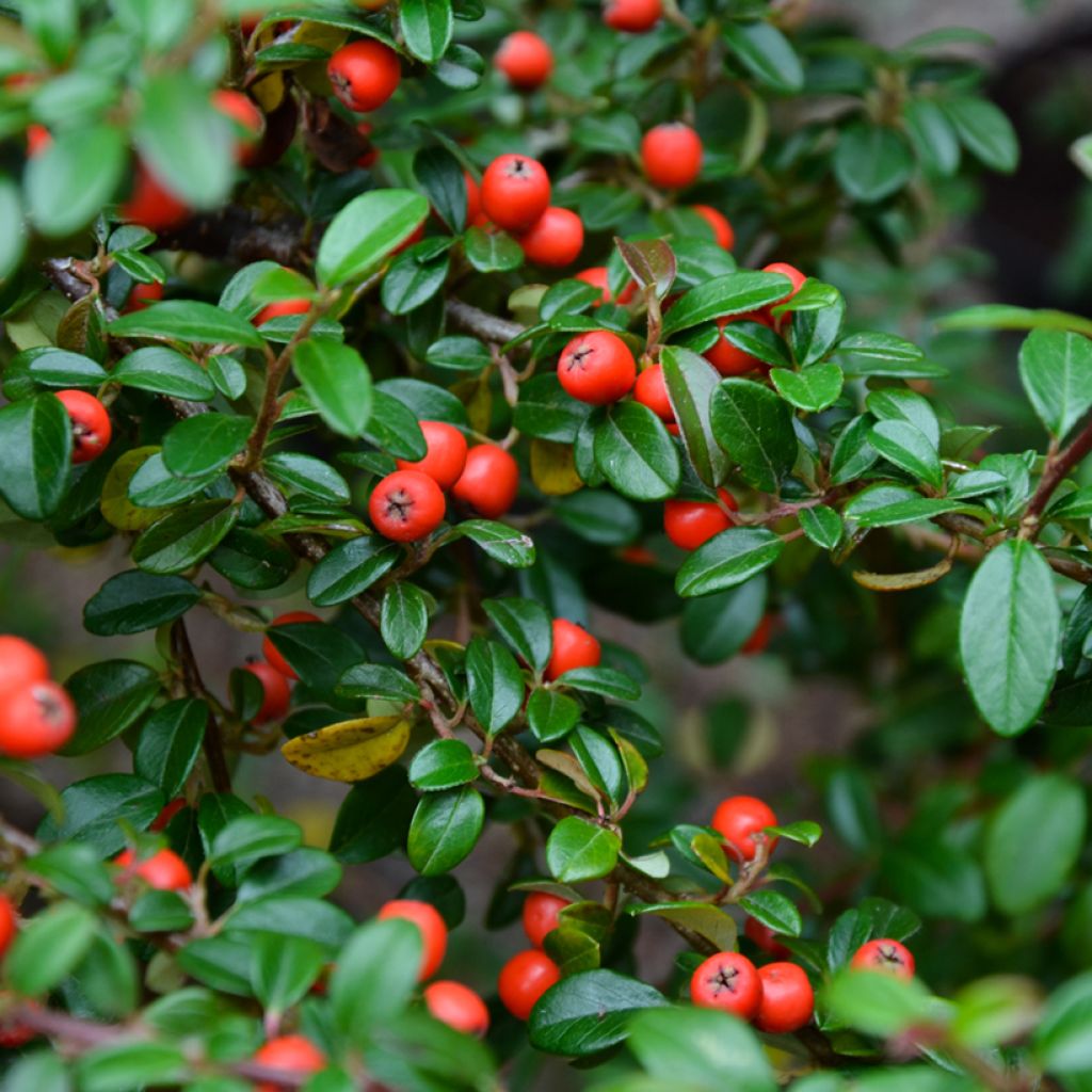 Suikerotuhkapensas - Cotoneaster dammeri