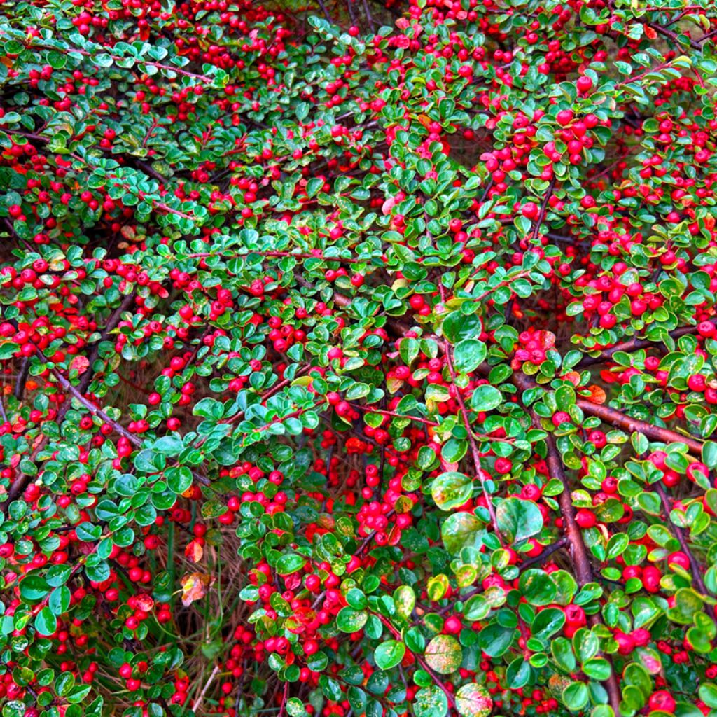 Suikerotuhkapensas - Cotoneaster dammeri