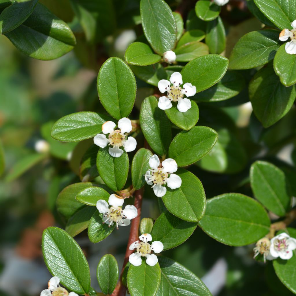Suikerotuhkapensas - Cotoneaster dammeri