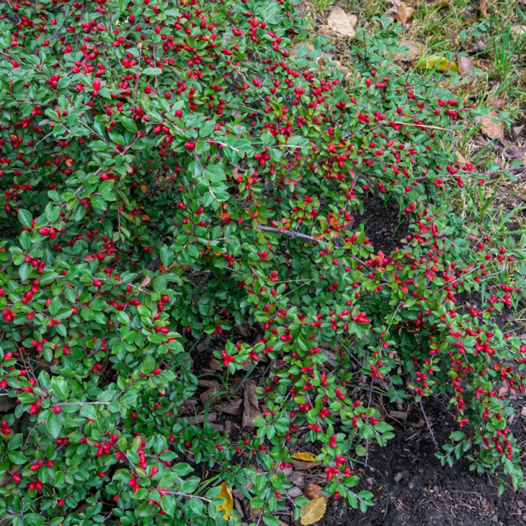 Suikerotuhkapensas - Cotoneaster dammeri