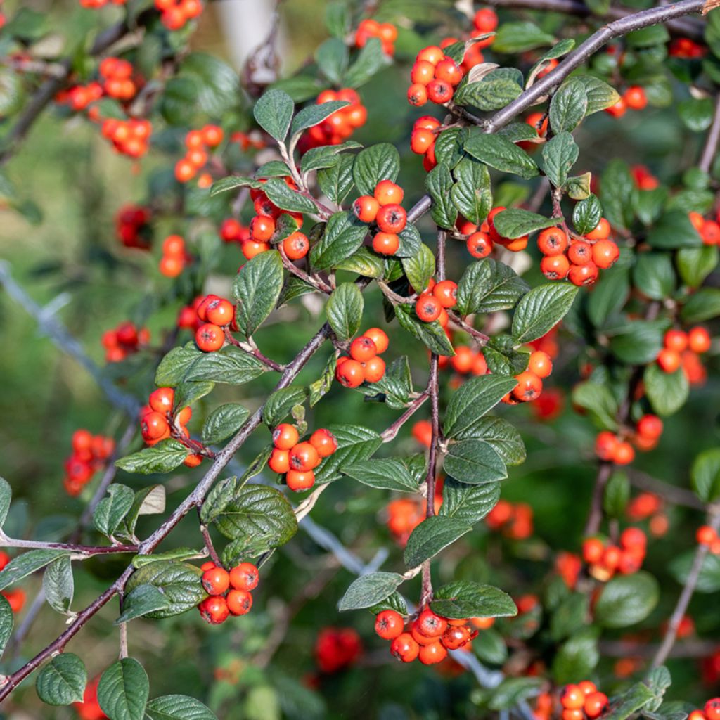 Tuhkapensaa - Cotoneaster franchetii