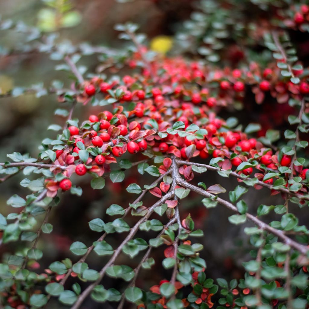 Sulkatuhkapensas - Cotoneaster horizontalis