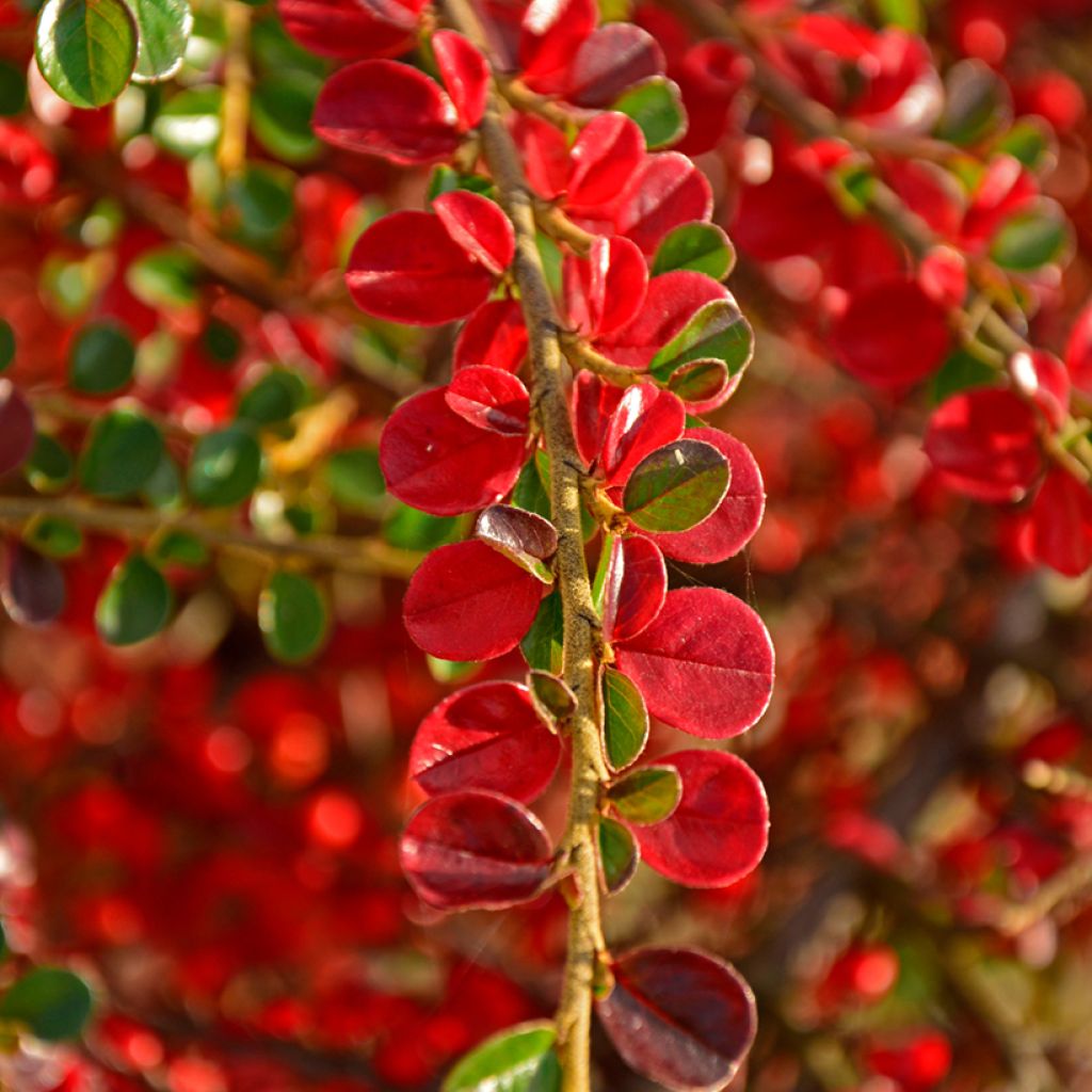 Sulkatuhkapensas - Cotoneaster horizontalis