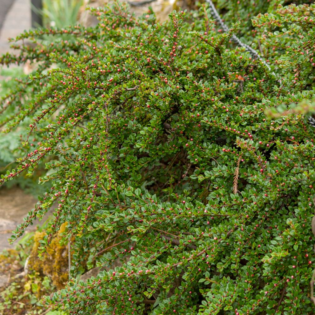 Sulkatuhkapensas - Cotoneaster horizontalis