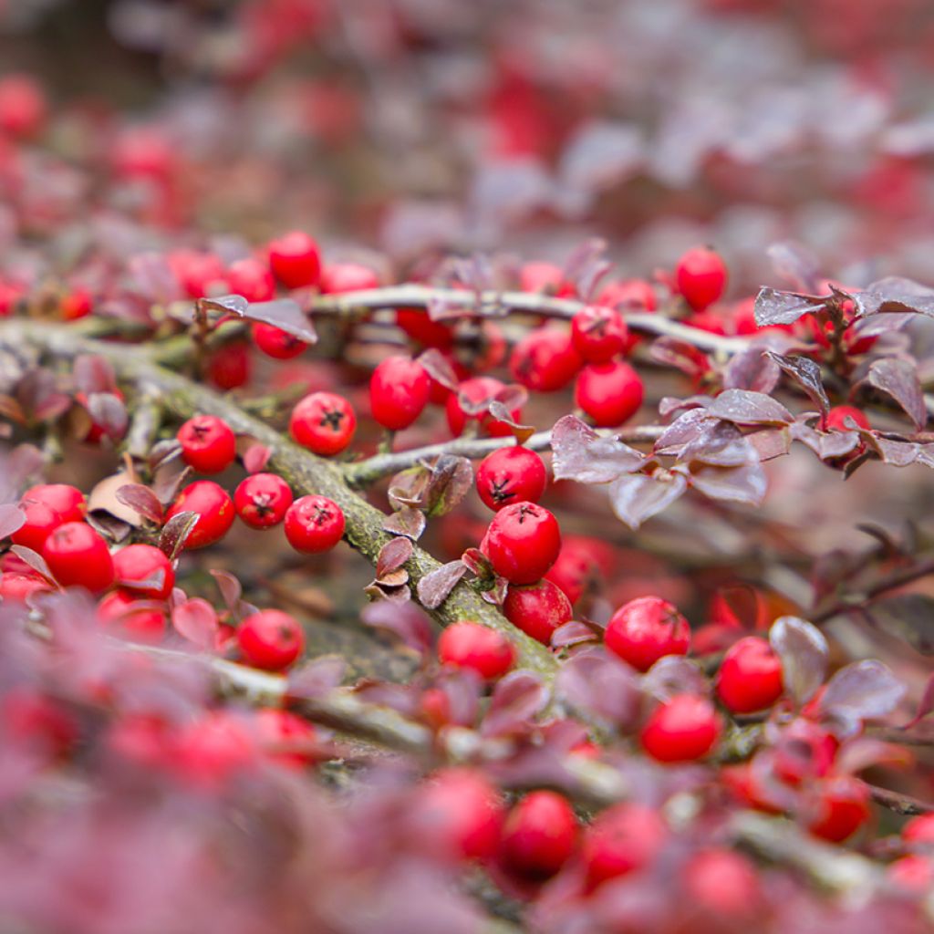 Sulkatuhkapensas - Cotoneaster horizontalis