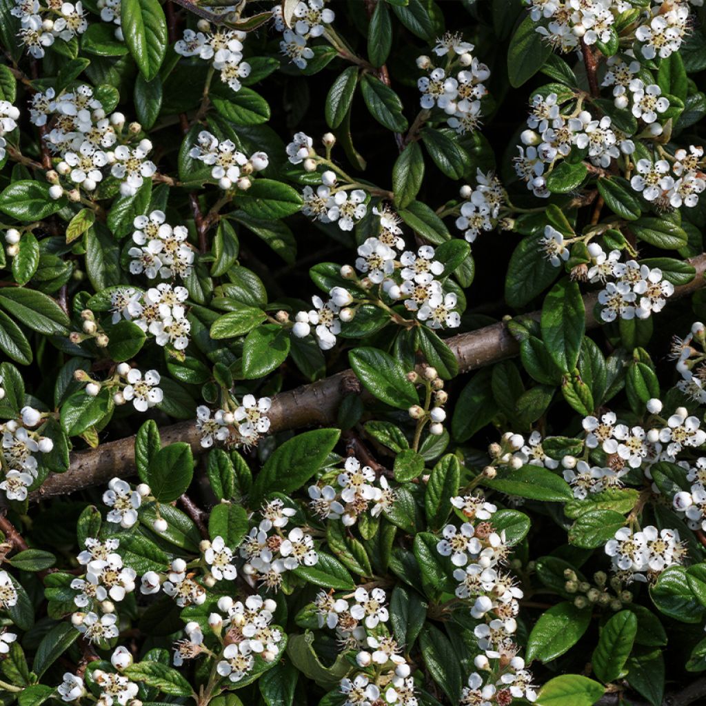 Sulkatuhkapensas - Cotoneaster horizontalis
