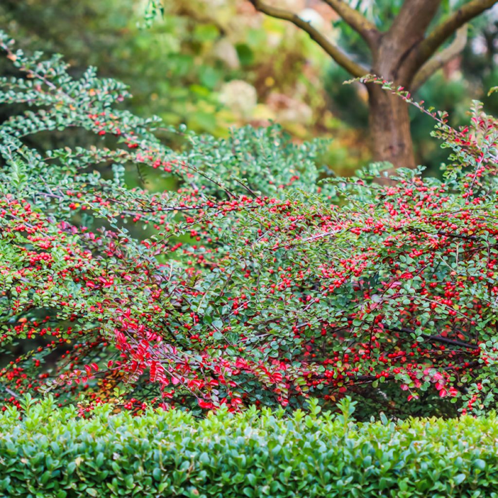 Sulkatuhkapensas - Cotoneaster horizontalis