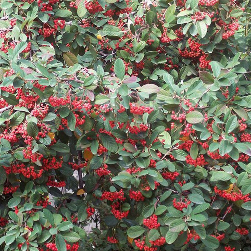 Tuhkapensaa - Cotoneaster lacteus