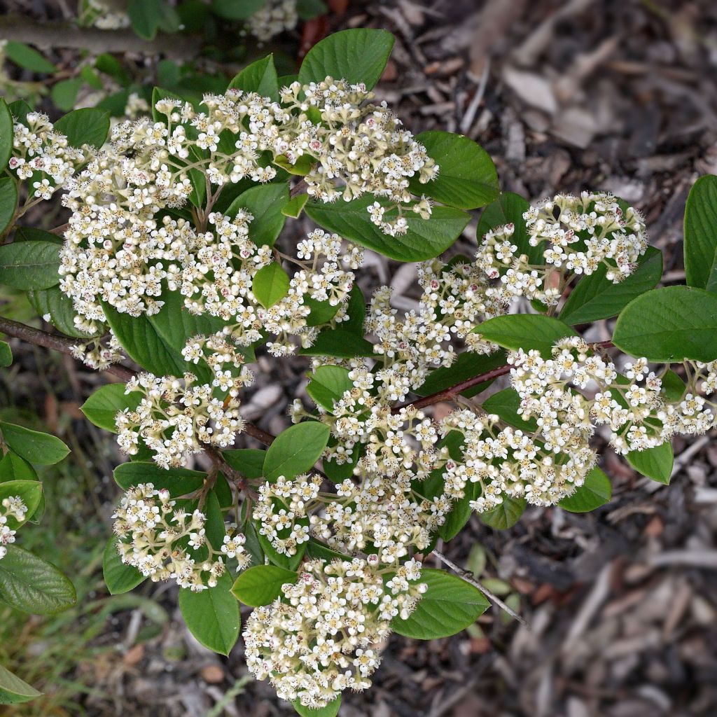 Tuhkapensaa - Cotoneaster lacteus