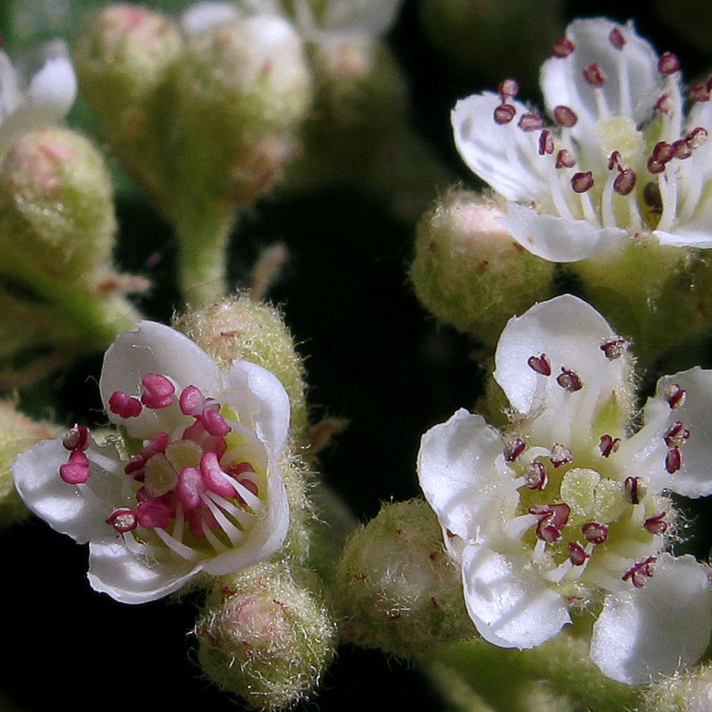 Tuhkapensaa - Cotoneaster lacteus