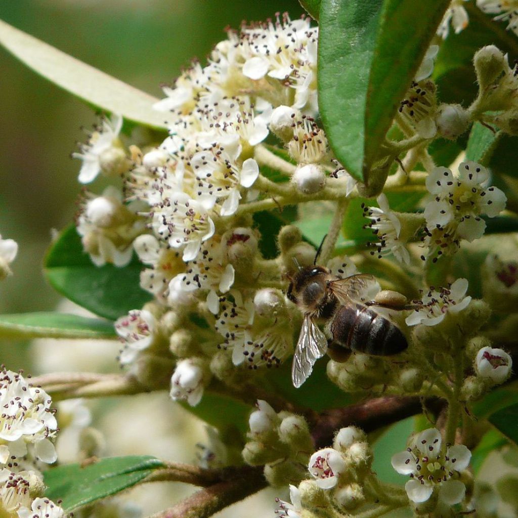 Tuhkapensaa - Cotoneaster lacteus