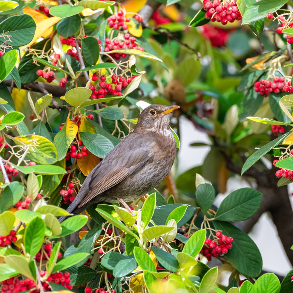 Tuhkapensaa - Cotoneaster lacteus
