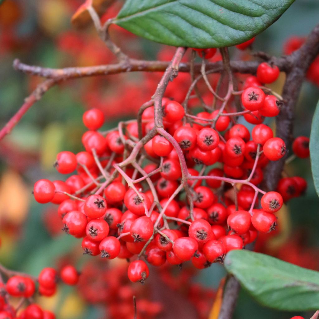 Tuhkapensaa - Cotoneaster lacteus