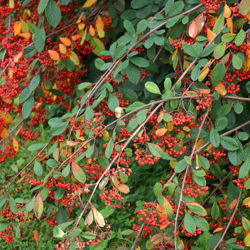 Tuhkapensaa - Cotoneaster lacteus