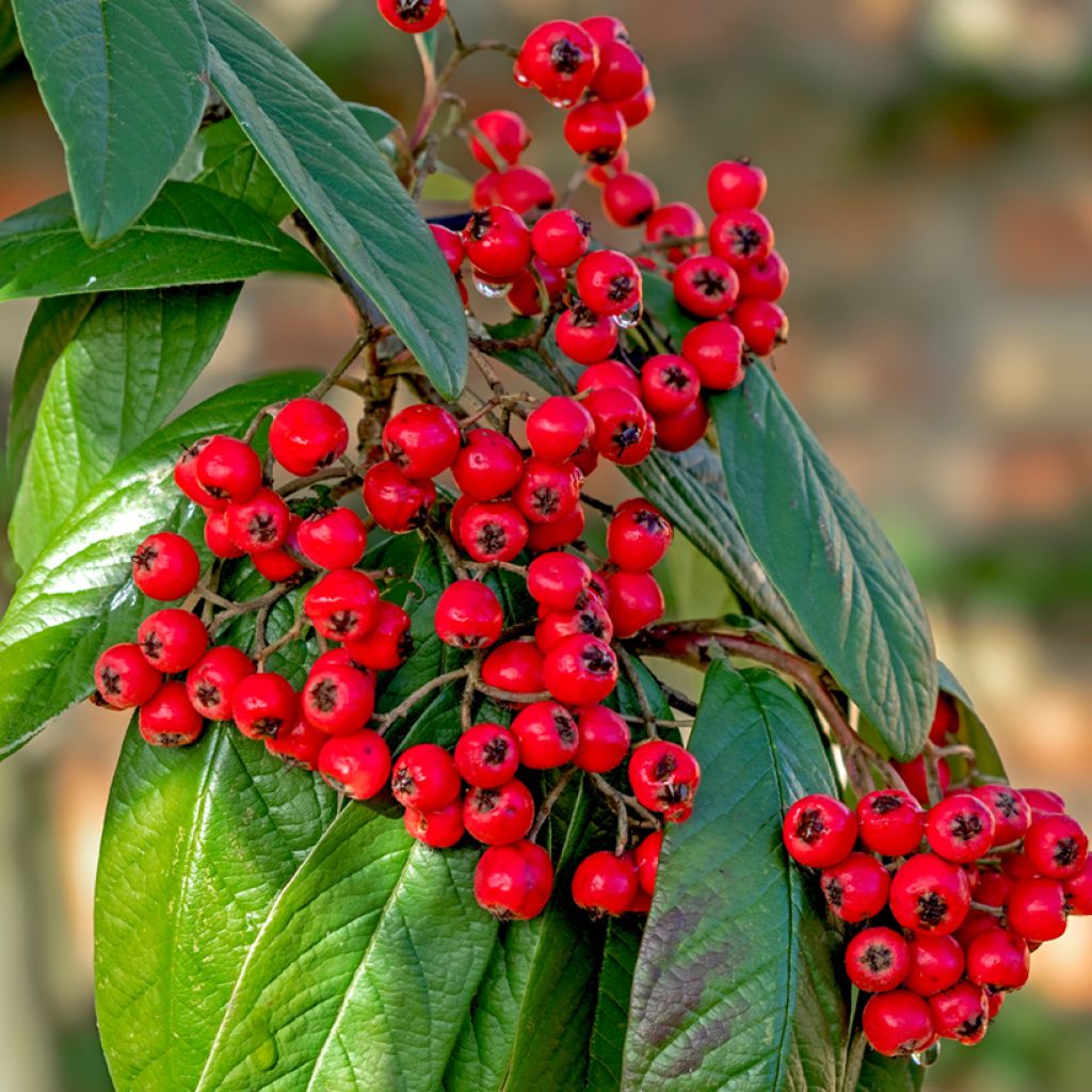 Tuhkapensaa - Cotoneaster lacteus