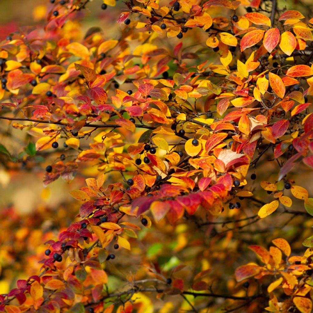 Kiiltotuhkapensas - Cotoneaster lucidus