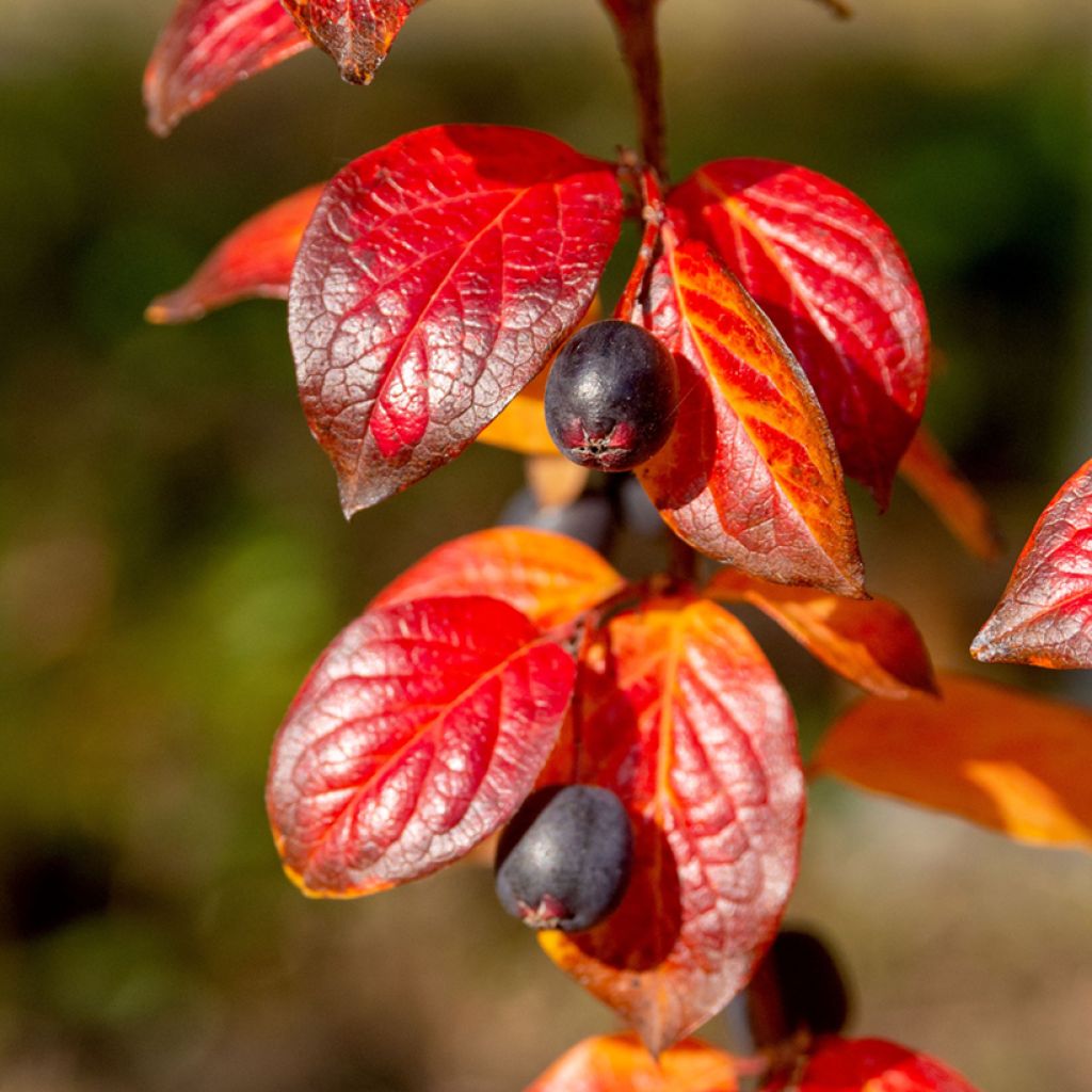 Kiiltotuhkapensas - Cotoneaster lucidus