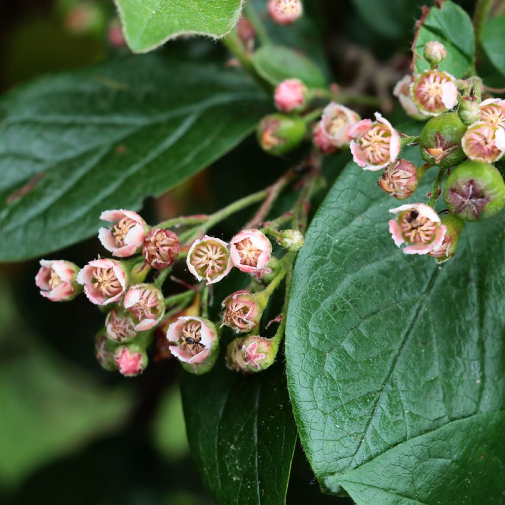 Kiiltotuhkapensas - Cotoneaster lucidus