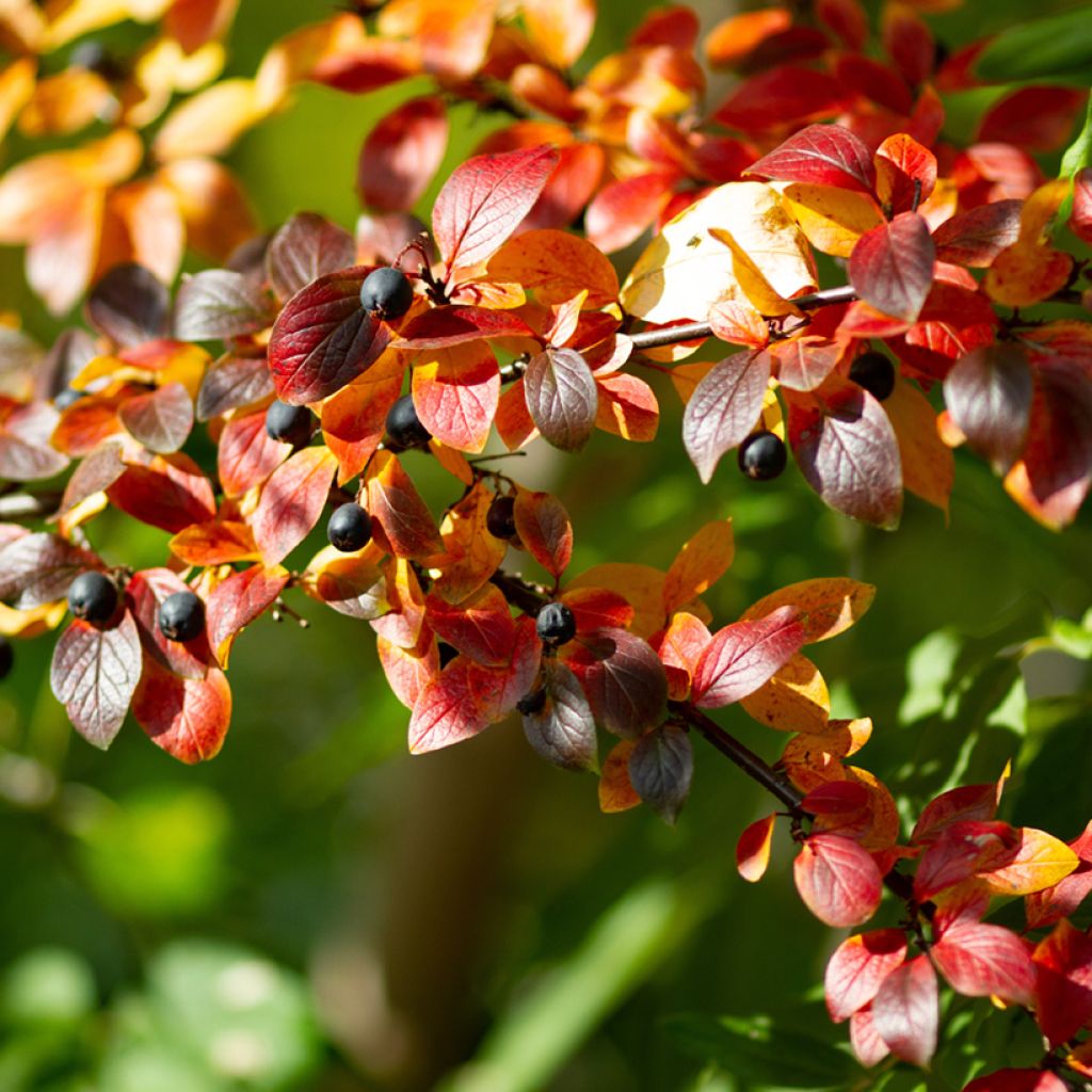 Kiiltotuhkapensas - Cotoneaster lucidus