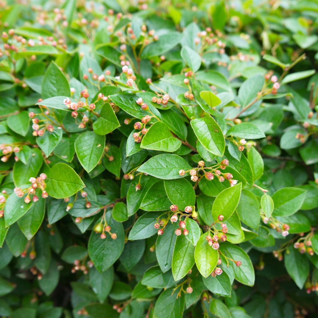 Kiiltotuhkapensas - Cotoneaster lucidus