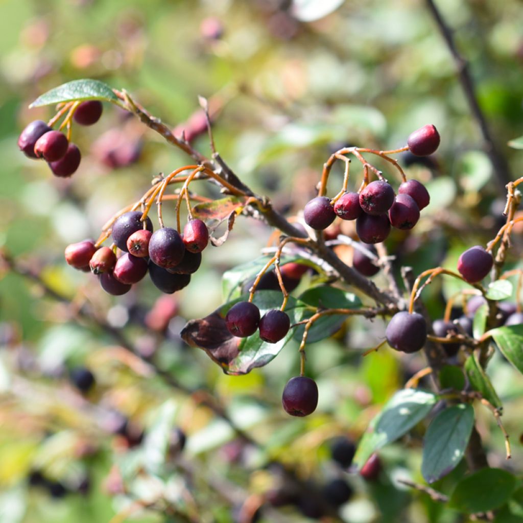 Kiiltotuhkapensas - Cotoneaster lucidus
